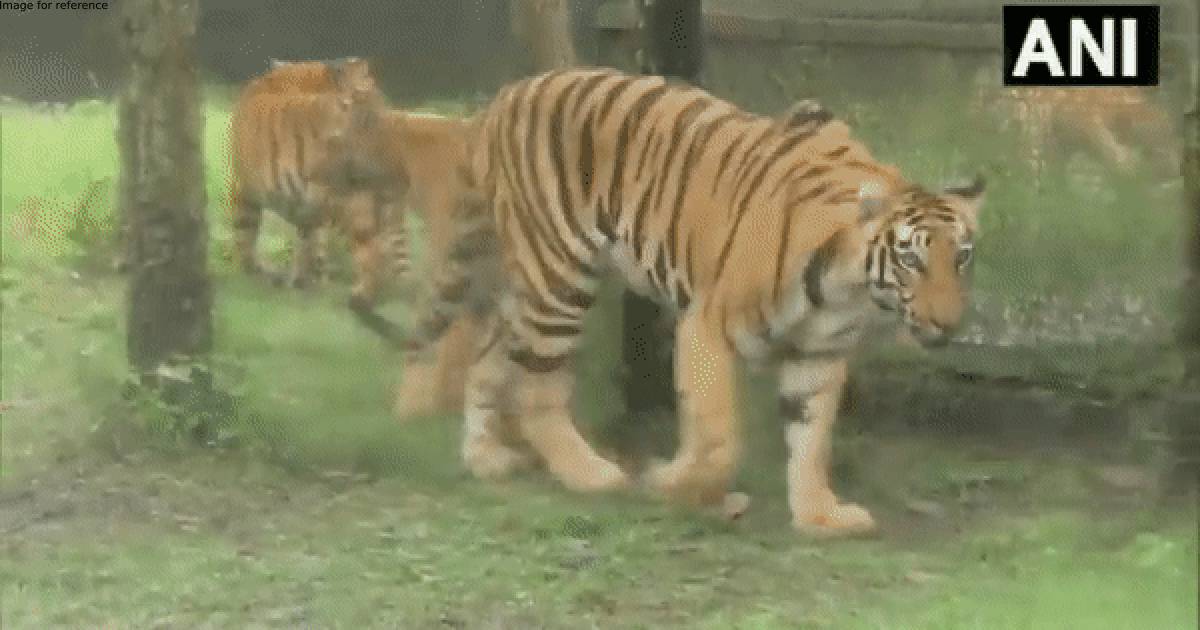 Four tiger cubs released in Bengal Safari